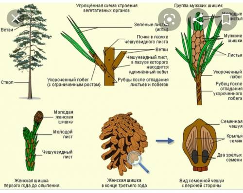 Какие особенности строение у Сосны? ​