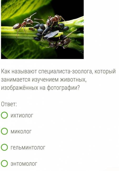 Как называют специалиста-зоолога, который занимается изучением животных, изображённых на фотографии?