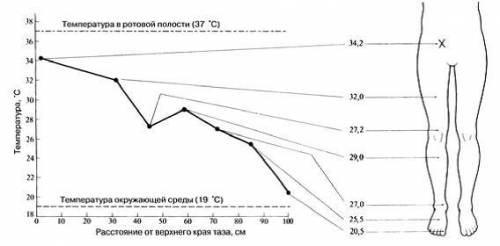 Используя график, обьясните температуру кожи на разных растояниях от точки Х, расположенной у верхне