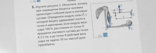 5. Изучите рисунок 3. Объясните, почему при сокращении бицепса человекапроисходит сгибание руки в ло