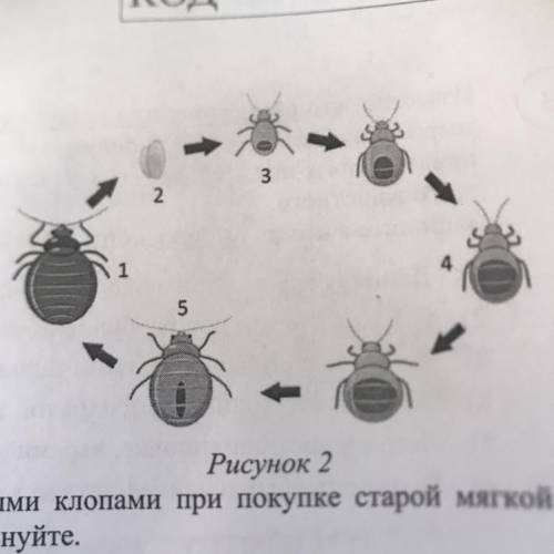 Рассмотрите рисунок 2, на котором представлен цикл развития постельного клопа, и ответьте на вопросы