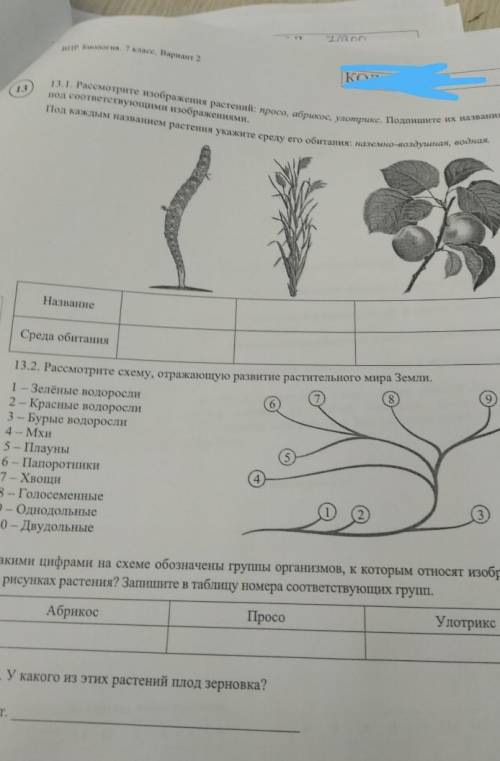 13.1. Рассмотрите изображения растений: просо, абрикос, улотрикс. Подпишите под соответствующими изо