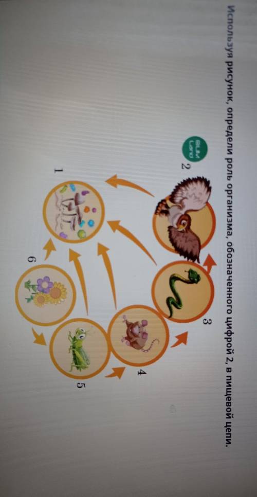 Переход энергии и веществ Используя рисунок, определи роль организма, обозначенного цифрой 2, в пище