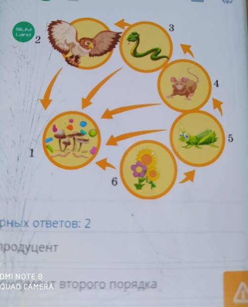 Используя рисунок, определи роль организма, обозначенного цифрой , впищевой цепи.Верных ответов :2 п