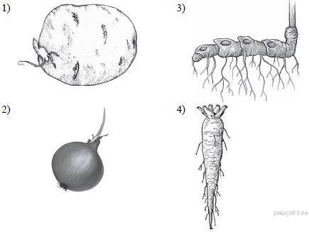Какой из изображённых органов растений является видоизменённым корнем? Объясните свой ответ.