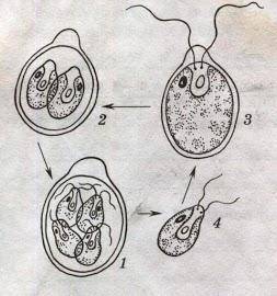 Рассмотрите рисунок. Какой размножения хламидомонады на нем показан?