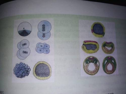 Посмотрите на картинку. Узнайте, какие стадии эмбрионального развития на нем изображены.