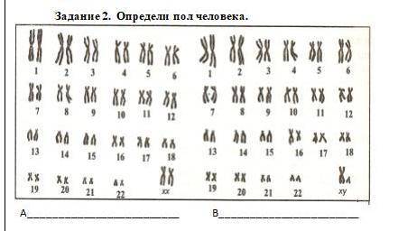 А мужской пол б женский пол