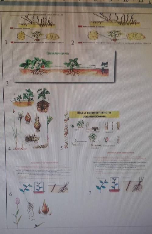 Рассмотрите рисунки назовите растения и укажите их вегетативного размножения​