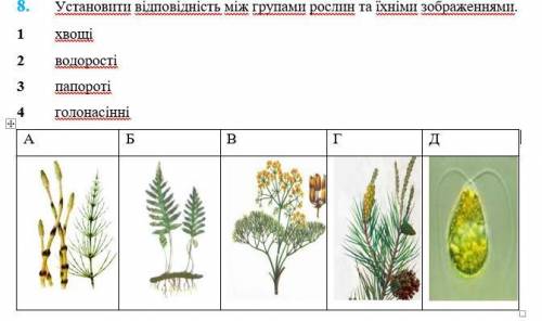 Установити відповідність між групами рослин та їхніми зображеннями. 1 хвощі 2 водорості 3 папороті 4