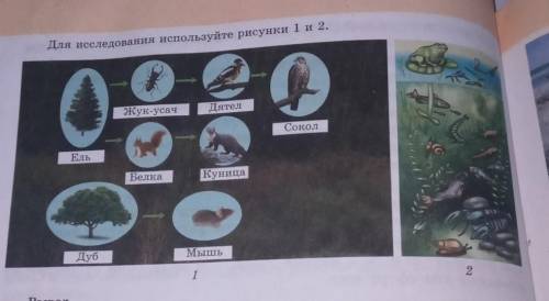 1. Проведите исследование. Сравните экосистему пресного водоема с экосистемой леса. Для исследования