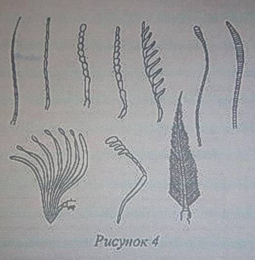 если у животных встречаются разнообразные усики, изображённые на рисунке 4, то для животных этой гру