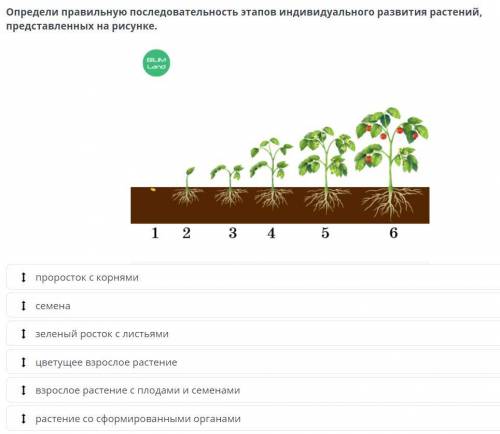 Понятие индивидуального развития организмов. Деление, рост, размножение, старение Определи правильну