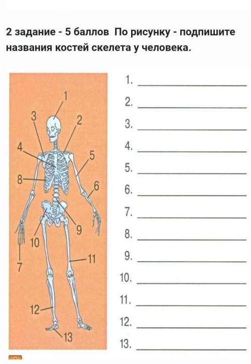 По рисунку - подпишите названия костей скелета у человека.​