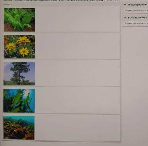 установите соответствие между представленными на рисунках растениями и группой, к которой их относят