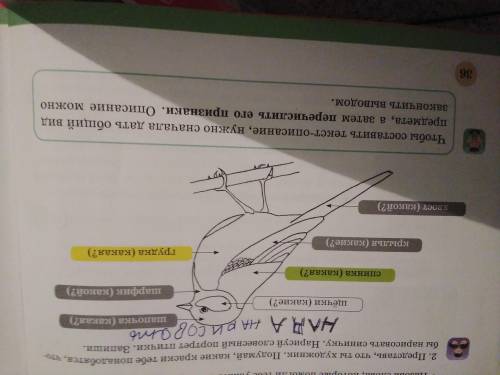 Что нужно Сделать? Рисовать или ответить на вопросы?