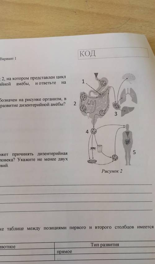 Dr. Биология. Dap51Рассмотрите рисунок 2, на котором представлен циклразвития дизентерийной амёбы, и