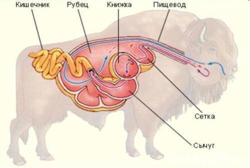 Расположите в правильном порядке отделы пищеварительной системы жвачных млекопитающих. Расположите э