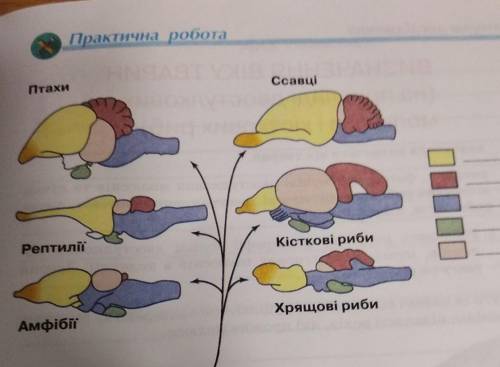 2. Розпізнай на рисунку відділи головного мозку хребетних тварин, які позна- Серед шоу, ол реак,чено