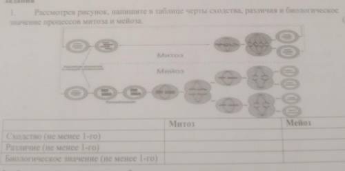 Рассмотрев рисунок, напишите в таблице черты сходства различая биологическоечесе значение митоза и м