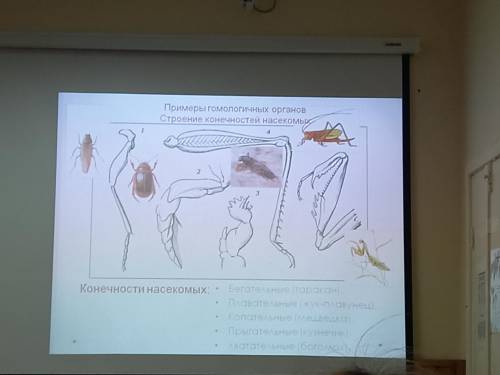 Определите при особенности конечностей насекомых в связи с выполняемыми ими функциями