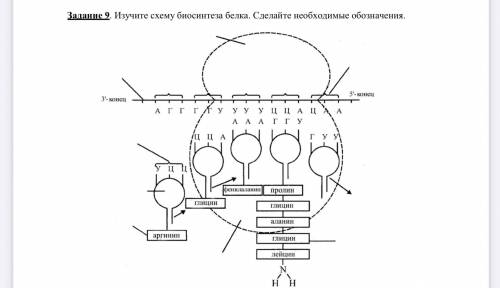 , выполнить задание по биологии. Скрин прилагаю