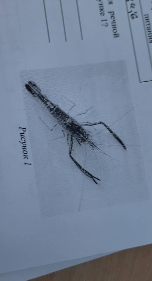 Какой тип питания характерен дляречного рака, изображённого на рисунке 1?ответ. -Обоснуйте свой отве