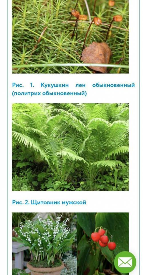 Задание 1. Внимательно рассмотрите фото растений. Определите черты сходства и различия между изображ