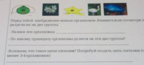 Назови эти организмы;По какому принципу организмы делятся на эти две группы? ​