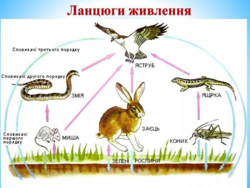 Задача 1. Скласти ланцюг живлення. Чайка, водорості, риба, бактерії. ( олівцем зверху підписати прод