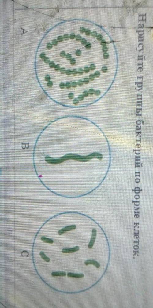 Нарисуйте группы бактерийформе клеток.ABC​