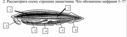 Рассмотрите схему строения ланцетника.Что обозначено цифрами надо,