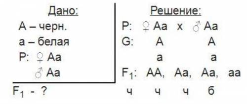 Запишите схему скрещивания двух чёрных морских свинок​