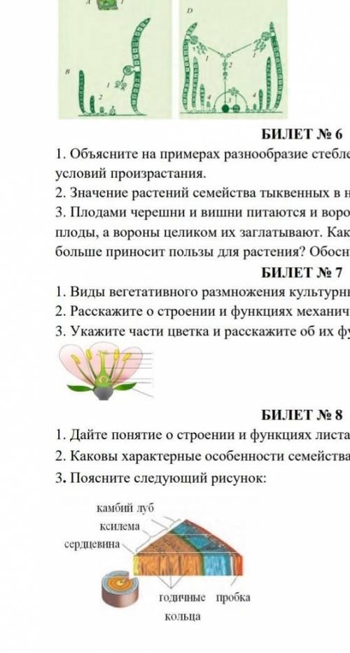 БОТАНИКА 6 классБИЛЕТ № 11. Назовите лекарственные растения, произрастающие в природе. Дайте характе