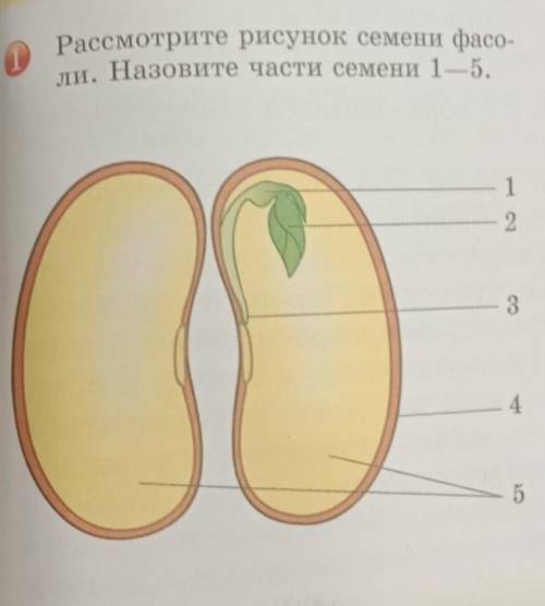 Задание 1.Рассмотрите рисунок семени фасоли. Назовите части семени 1-5. ​