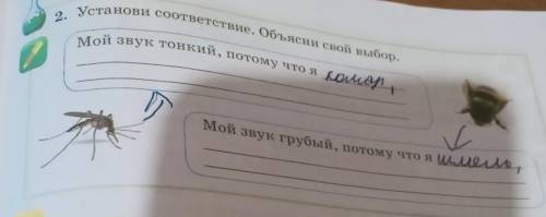 2. Установи соответствие. Объени свой выбор. Мой звук тонкий, потому что яМой звук грубый, потому чт