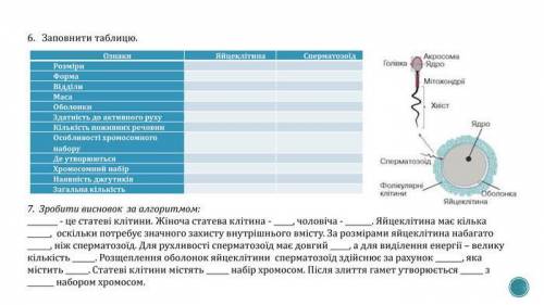 (Дослідження будови статевих клітин людини ) Л/р