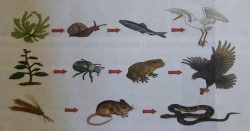 Создание последовательности пищевой цепи 1. На основе данного рисунка напишите названия орга-низмов,