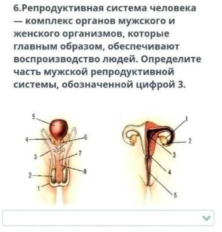 нужно выполнить задание . А) предстательная железа .В) семявыносящий проток.С) матка . D) яичник . Е