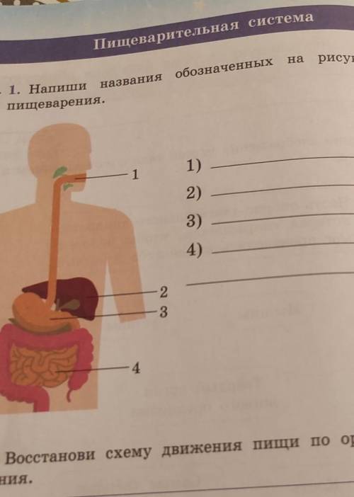 . Напиши название обозначенных на рисунке органов пищеварения​