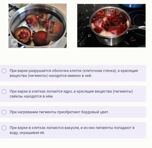 Почему при помещении целого корнеплода свёклы в холодную воду она не окрашивается в бордовый цвет, а