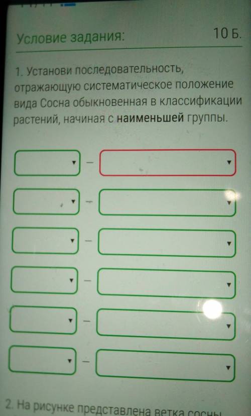 Установите последовательность, отражающую систематическое положение вида Сосна обыкновенная в класси