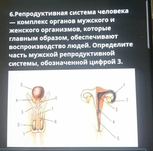 Репродуктивная система человека — комплекс органов мужского иженского организмов, которыеглавным обр