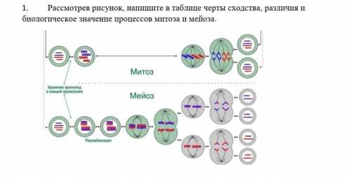 1. Рассмотрев рисунок, напишите в таблице черты сходства, различия и биологическое значение процессо