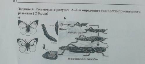 B) Задание 4. Рассмотрите рисунки А--Би определите тип постэмбриональногразвития ( )АБ0-5КУКОЛКАЯйцо