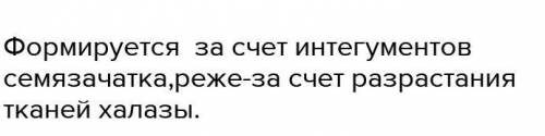 Из чего образуются семенная кожура?