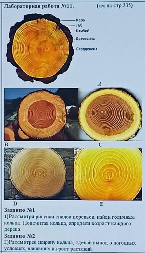B ChvaDEЗадание 11)Рассмотри рисунки спилов деревьев, найди годичныекольца. Подсчитав кольца, опреде