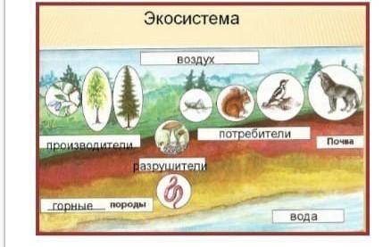 ЭТО СОР! Волк весит 35 кг. Какова будет масса начального звена экологической пирамиды? (Помните, что