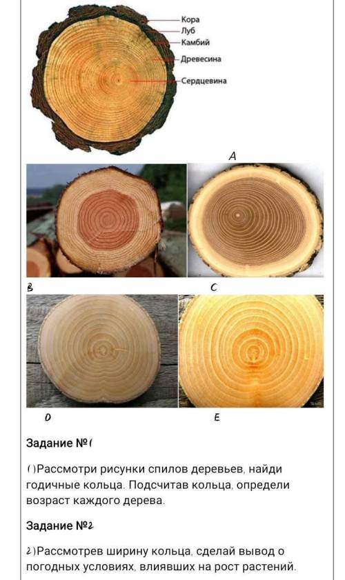 Рассмотри рисунки спилов деревьев, найди годичные кольца. Подсчитав кольца, определи возраст каждого