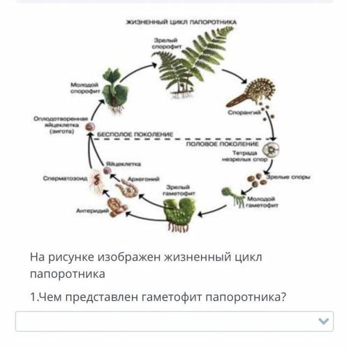 Выберите правильно 1.гаметофит представлен листовой пластинкой  2.гаметофит представлен спорангиями